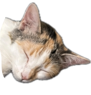 Anya, sleeping, sole gatekeeper of the inbox.
